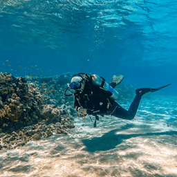 A scuba diver explores a vibrant coral reef in clear blue ocean waters.